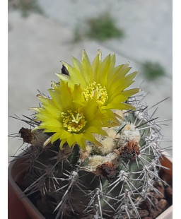 Achantocalycium glaucum