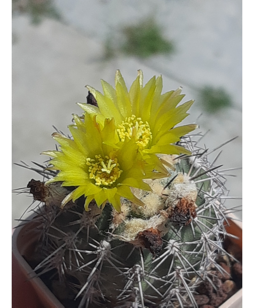 Achantocalycium glaucum